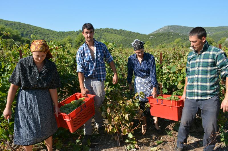 Poljoprivredna zadruga Putniković ponos je hrvatske vinarske tradicije